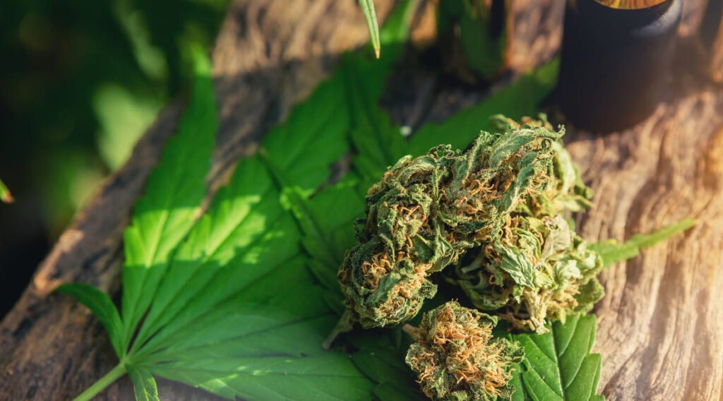 olejek cbd na autyzm