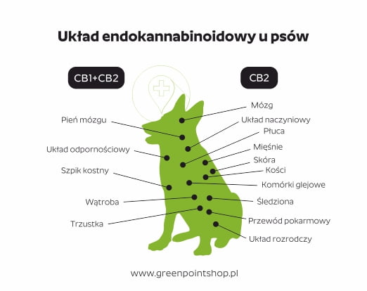 układ endokannabinoidowy u psów