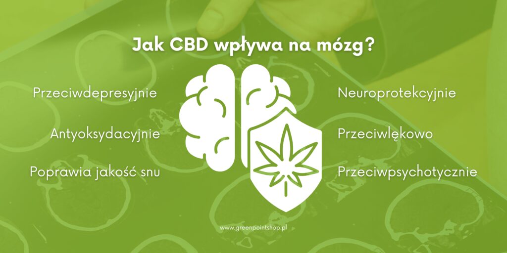 jak CBD wpływa na mózg?